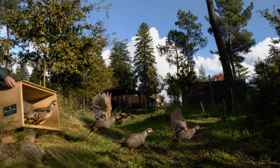 Mata de Vilar recebe um dia dedicado à biodiversidade com oficinas, libertação de fauna e atividades para famílias