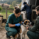Município de Amarante esclarece papel no processo de resgate animal em Mancelos