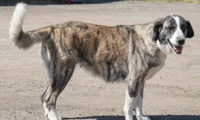 O Município de Reguengos de Monsaraz vai promover a adoção de cães durante as Fe…