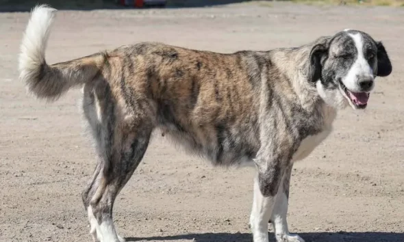 O Município de Reguengos de Monsaraz vai promover a adoção de cães durante as Fe…