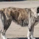 O Município de Reguengos de Monsaraz vai promover a adoção de cães durante as Fe…