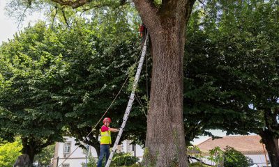 Penafiel conclui intervenção de manutenção no arvoredo urbano para reforçar segurança e sustentabilidade