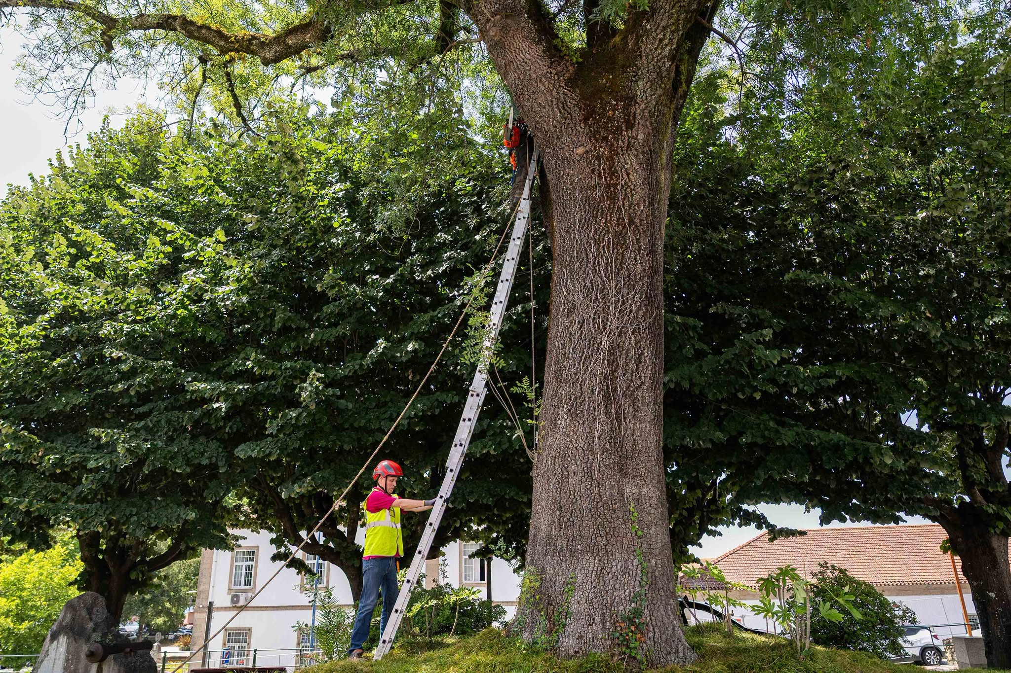 Penafiel conclui intervenção de manutenção no arvoredo urbano para reforçar segurança e sustentabilidade