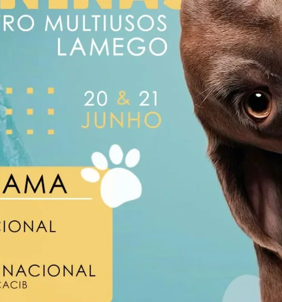 Lamego acolhe exposições caninas oficiais no próximo fim de semana