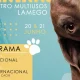 Lamego acolhe exposições caninas oficiais no próximo fim de semana