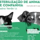 Castro Verde abre candidaturas para apoio à esterilização de cães e gatos
