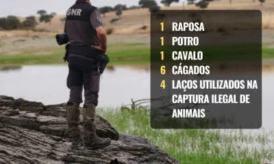 Beja: GNR localiza animais mortos e armadilhas ilegais em operação de proteção da biodiversidade