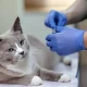 Vidigueira apoia esterilização de cães e gatos com candidaturas abertas até agosto