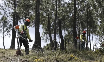 Incêndios: Prazo para limpar terrenos termina hoje e proprietários pedem “tolerância” às autoridades