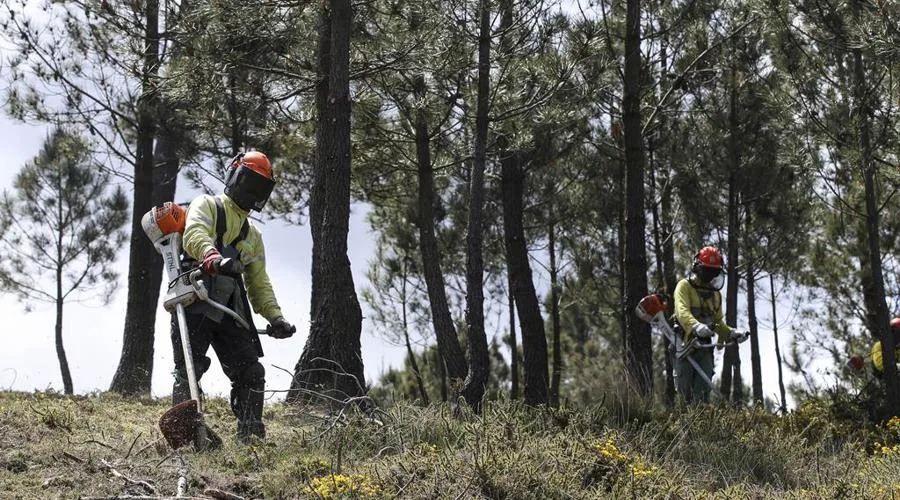 Incêndios: Prazo para limpar terrenos termina hoje e proprietários pedem “tolerância” às autoridades
