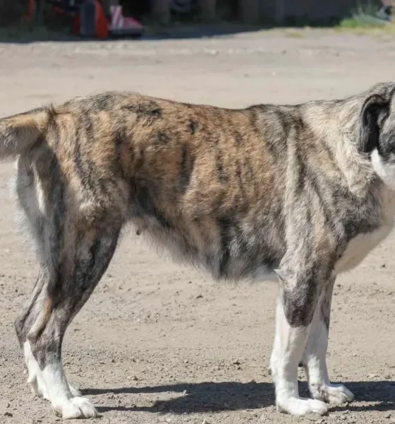 Câmara de Reguengos de Monsaraz promove adoção de cães durante festas de Santo António