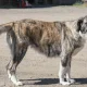 Câmara de Reguengos de Monsaraz promove adoção de cães durante festas de Santo António