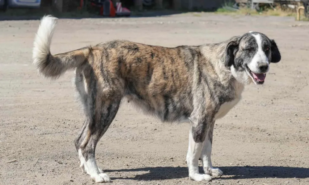 Câmara de Reguengos de Monsaraz promove adoção de cães durante festas de Santo António