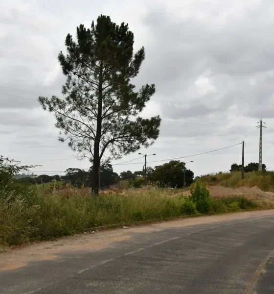 Santiago do Cacém adjudica construção de 24 habitações a custos controlados em Cercal do Alentejo