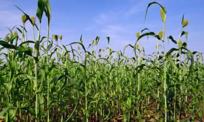 CIBIO-BIOPOLIS inova no combate à carência em micronutrientes