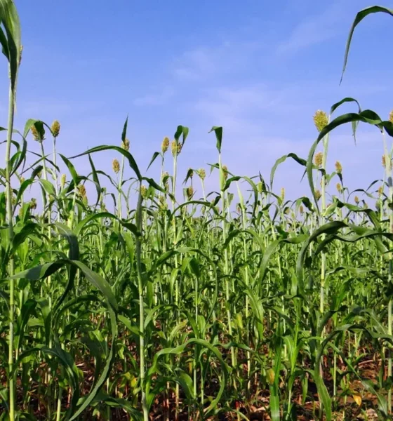 CIBIO-BIOPOLIS inova no combate à carência em micronutrientes