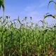 CIBIO-BIOPOLIS inova no combate à carência em micronutrientes