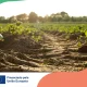 TRAILS4SOIL promove agricultura sustentável com participação ativa da CCDR Alentejo « Comissão de Coordenação e Desenvolvimento Regional do Alentejo, I.P.