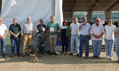 Exemplares do Cão da Serra de Aires e do Rafeiro do Alentejo novamente em compet…