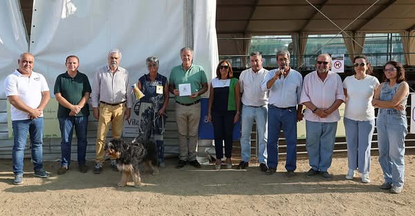 Exemplares do Cão da Serra de Aires e do Rafeiro do Alentejo novamente em compet…