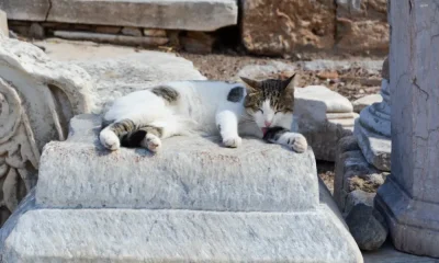Moura compra duas toneladas de ração e novos apoios a cuidadores para animais