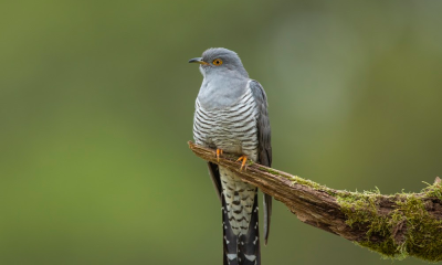 Aves dos meios agrícolas em declínio há 22 anos, revela censo da SPEA-BirdLife
