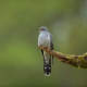 Aves dos meios agrícolas em declínio há 22 anos, revela censo da SPEA-BirdLife