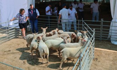 Município de Arronches adicionou fotos ao álbum: VI Concurso de Ovinos Charollai…
