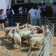 Município de Arronches adicionou fotos ao álbum: VI Concurso de Ovinos Charollai…