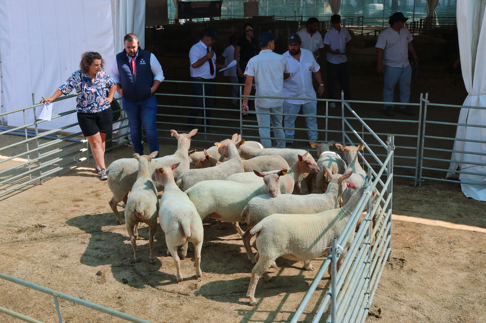 Município de Arronches adicionou fotos ao álbum: VI Concurso de Ovinos Charollai…