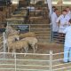 Município de Arronches adicionou fotos ao álbum: X Concurso de Ovinos Raça Ile-d…