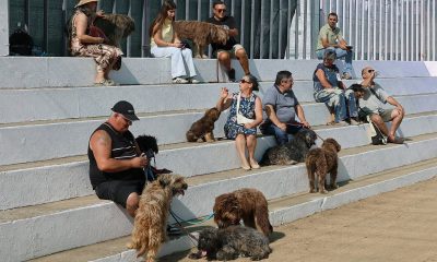 Município de Arronches adicionou fotos ao álbum: IV Concurso do Cão Serra de Air…