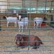 Município de Arronches adicionou fotos ao álbum: Zona Agropecuária, Leilão e ‘Re…