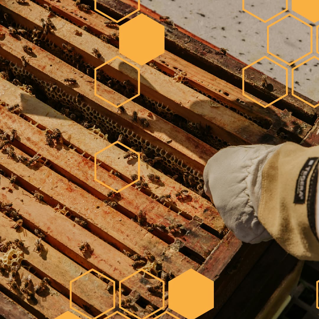 𝗔𝘁𝘂𝗮𝗹𝗶𝘇𝗮çã𝗼 𝗱𝗼 𝗿𝗲𝗴𝗶𝗺𝗲 𝗱𝗲 𝗮𝗽𝗼𝗶𝗼𝘀 𝗲𝘅𝘁𝗿𝗮𝗼𝗿𝗱𝗶𝗻á𝗿𝗶𝗼𝘀 – 𝗧𝗲𝗺𝗽𝗲𝘀𝘁𝗮𝗱𝗲 «𝗞𝗿𝗶𝘀𝘁𝗶𝗻»

Foi publ…