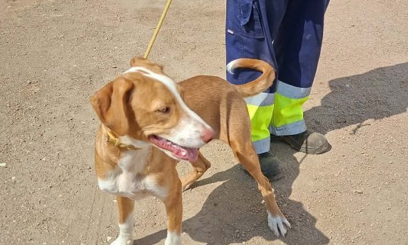 Cão encontrado – Procura-se dono 
Foi recolhido um cão macho na vila de Terena….