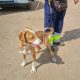 Cão encontrado – Procura-se dono 
Foi recolhido um cão macho na vila de Terena….