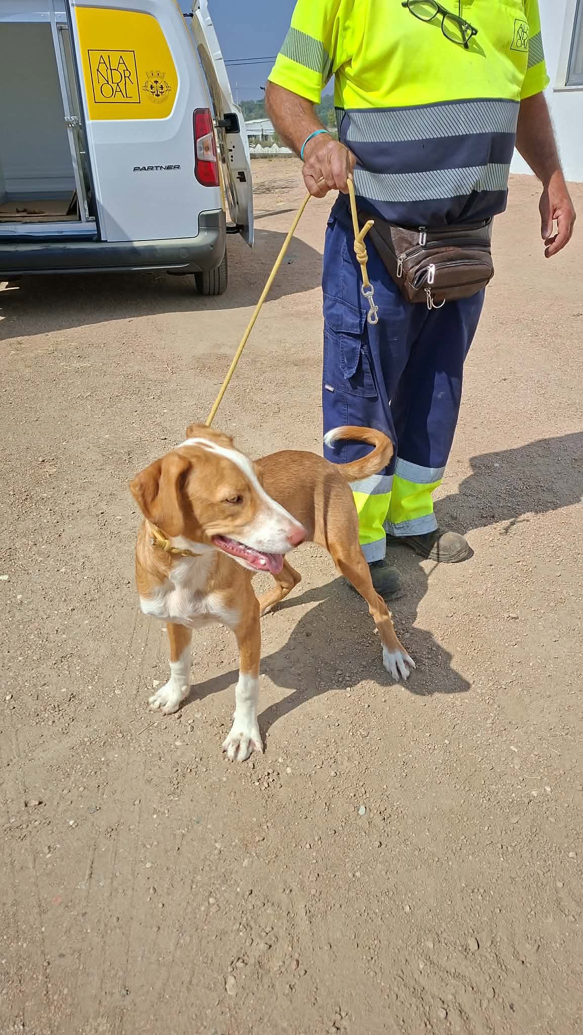 Cão encontrado – Procura-se dono 
Foi recolhido um cão macho na vila de Terena….