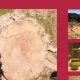 A Ammaia convida a visitar o anfiteatro romano!

A Fundação Cidade de Ammaia pr…