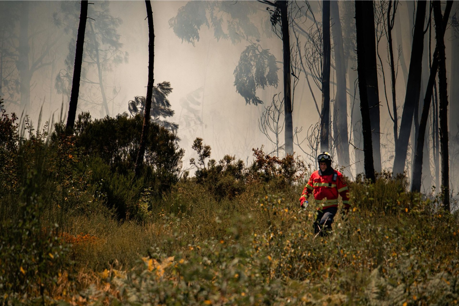 Amarante divulga guia de autoproteção para reforçar prevenção de incêndios rurais