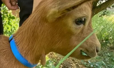 Apelo CRO | Urgente Ajude-nos a encontrar o possível Dono

O CRO de Vila Viçosa …