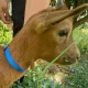 Apelo CRO | Urgente Ajude-nos a encontrar o possível Dono

O CRO de Vila Viçosa …