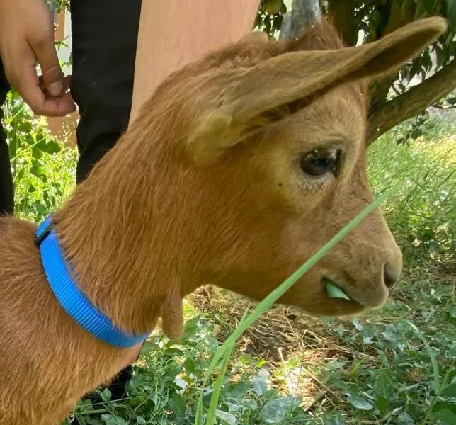 Apelo CRO | Urgente Ajude-nos a encontrar o possível Dono

O CRO de Vila Viçosa …