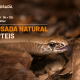 BioLousada convida participantes a descobrir o fascinante mundo dos répteis em sessão de campo