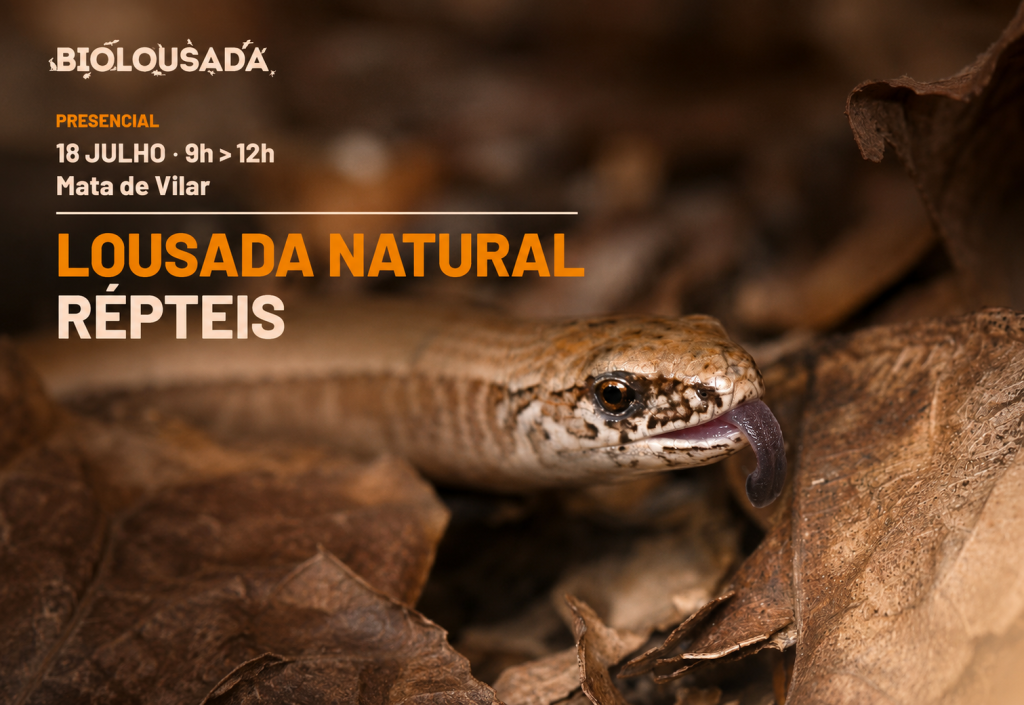 BioLousada convida participantes a descobrir o fascinante mundo dos répteis em sessão de campo