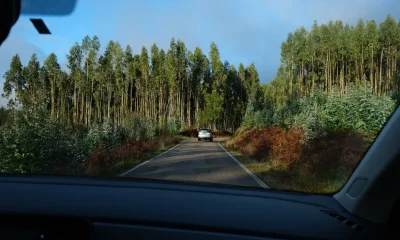 Quercus denuncia novas plantações de eucalipto no concelho de Águeda em áreas afetadas pelos incêndios