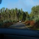 Quercus denuncia novas plantações de eucalipto no concelho de Águeda em áreas afetadas pelos incêndios