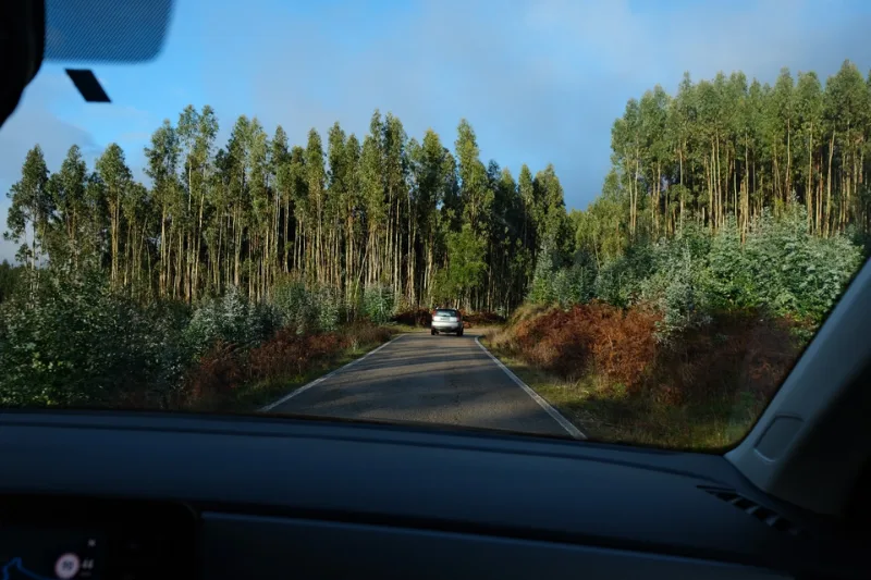 Quercus denuncia novas plantações de eucalipto no concelho de Águeda em áreas afetadas pelos incêndios