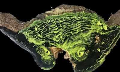 Galeria da Biodiversidade sintoniza “O Tempo das Árvores”
