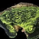 Galeria da Biodiversidade sintoniza “O Tempo das Árvores”