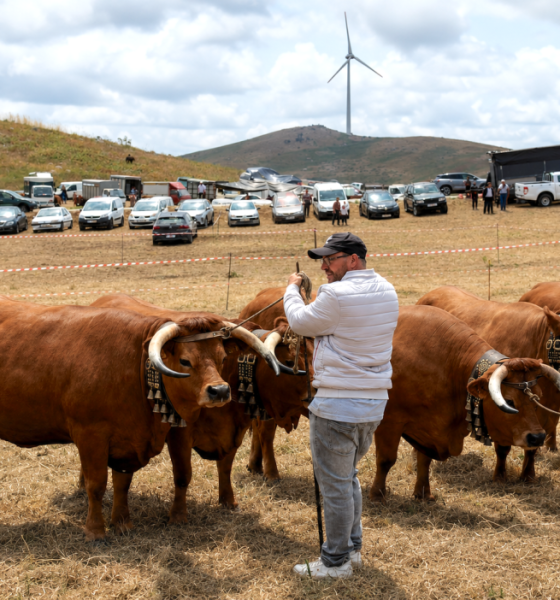 Feira de São Cristóvão voltou a afirmar as tradições rurais em Resende